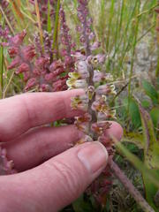 Lachenalia variegata