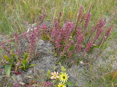 Lachenalia variegata