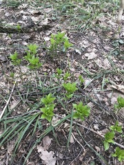 Mercurialis perennis