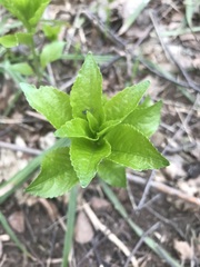 Mercurialis perennis