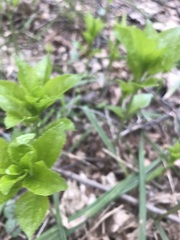 Mercurialis perennis