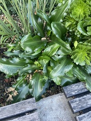 Veltheimia