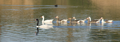 Cygnus melancoryphus