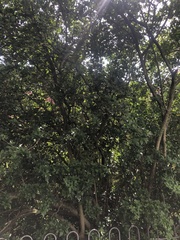 Ligustrum ovalifolium