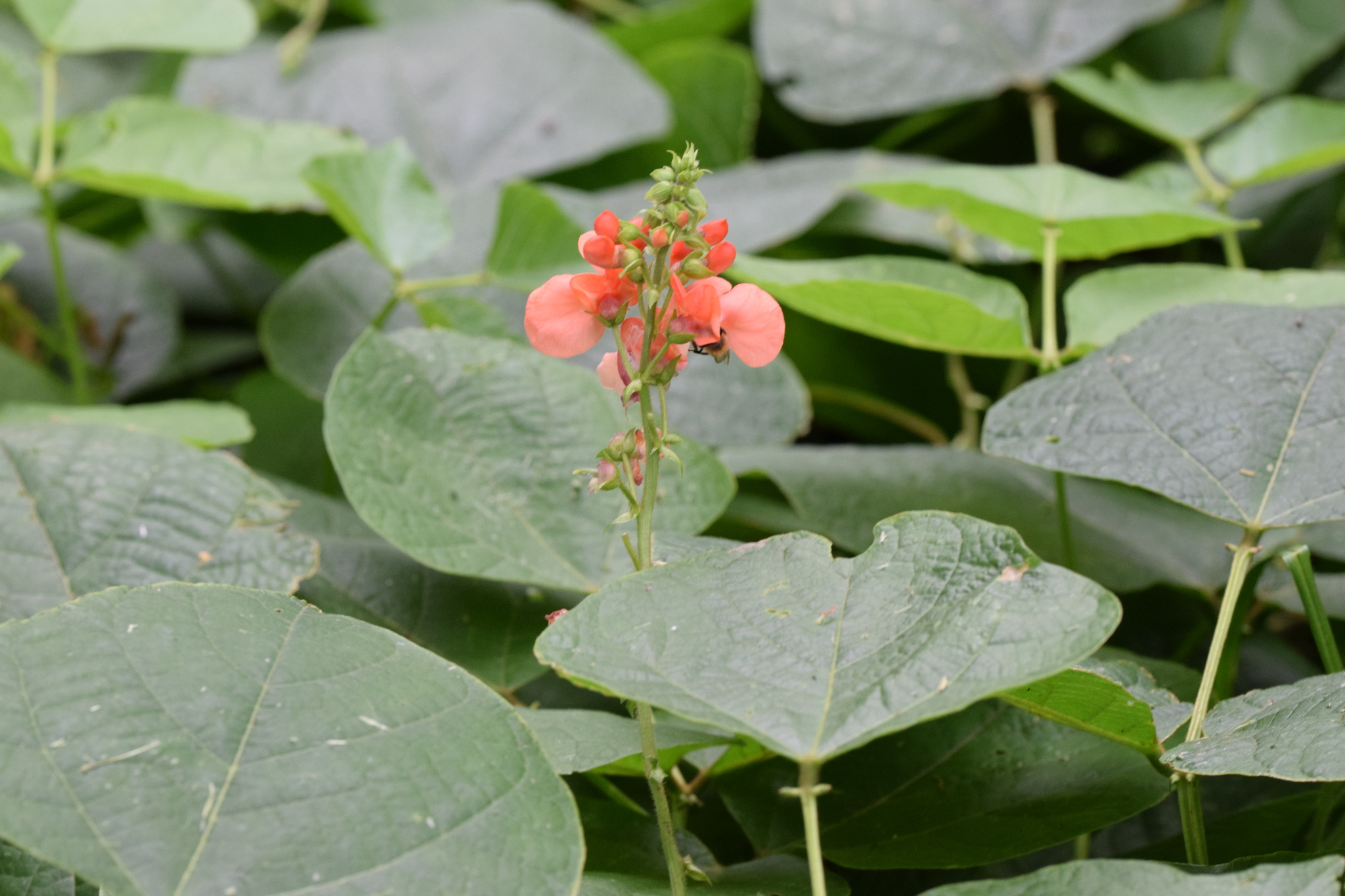 Phaseolus coccineus image