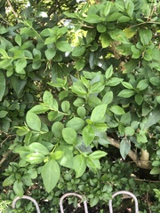 Ligustrum ovalifolium