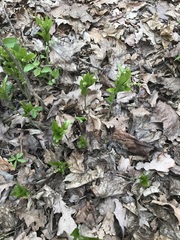 Mercurialis perennis