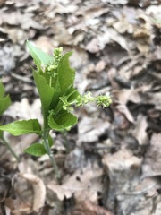 Mercurialis perennis