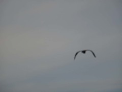 Ardea herodias fannini