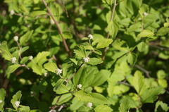 Spiraea dasyantha