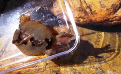 Aplysia parvula