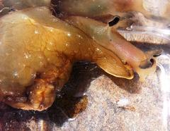 Aplysia parvula