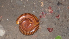 Thyropygus allevatus