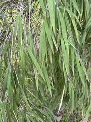 Poaceae