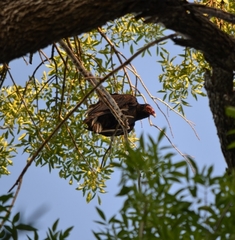Cathartes aura