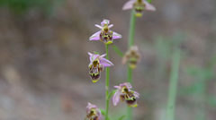 Ophrys homeri