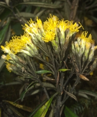 Llerasia macrocephala