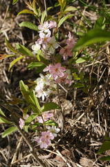 Prunus humilis