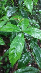 Chloranthaceae