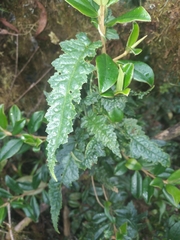 Caiophora canarinoides