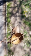Magnoliopsida