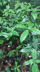 Chloranthaceae
