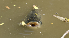 Prochilodus lineatus