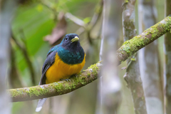 Trogon rufus chrysochloros