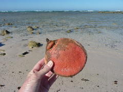 Gynandrocarpa placenta