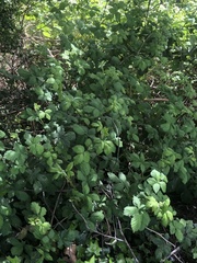 Rubus fruticosus