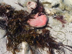Gynandrocarpa placenta