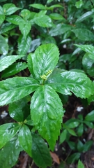 Chloranthaceae