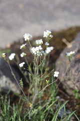 Arabidopsis arenosa arenosa