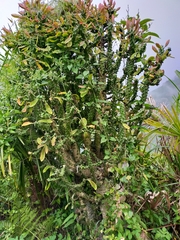 Euphorbia neriifolia