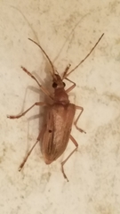Centrodera