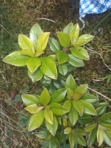Symplocos fimbriata (Symplocos fimbriata)