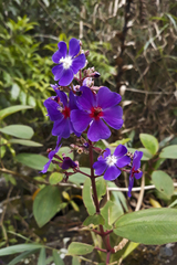 Pleroma heteromallum