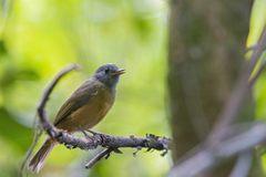 Mionectes rufiventris