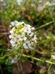 Nasturtium microphyllum