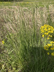 Festuca rupicola