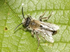 Andrena nitida