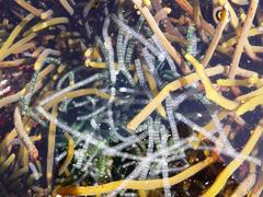 Chaetomorpha robusta