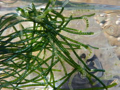 Chaetomorpha robusta