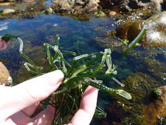 Chaetomorpha robusta