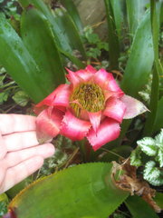 Canistrum cyathiforme