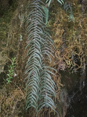 Ascogrammitis athyrioides