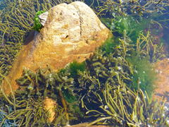 Splachnidium rugosum