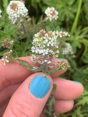 Lepidium heterophyllum