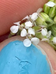 Lepidium heterophyllum