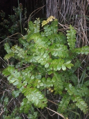 Weinmannia fagaroides
